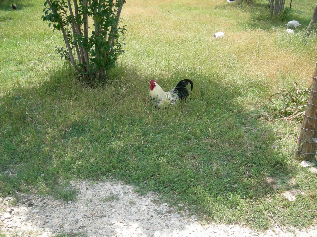 Chicken 11