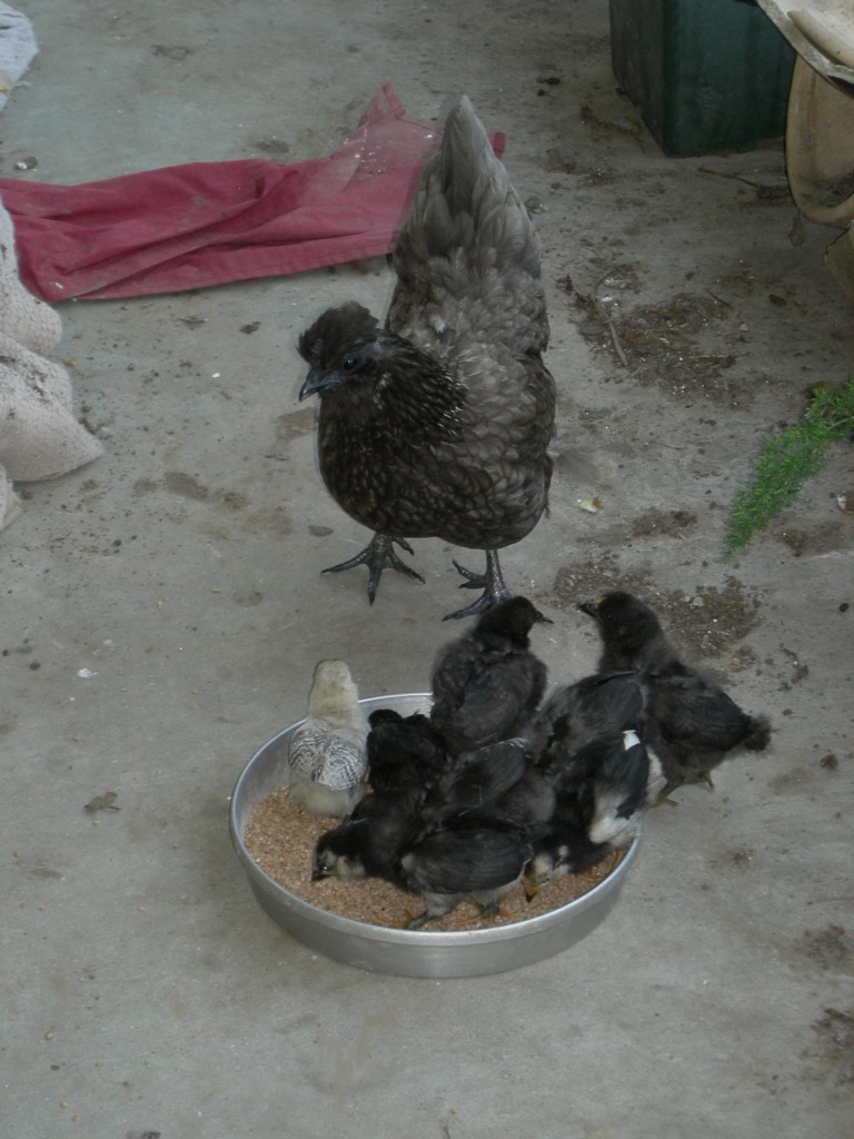 Chicken 13