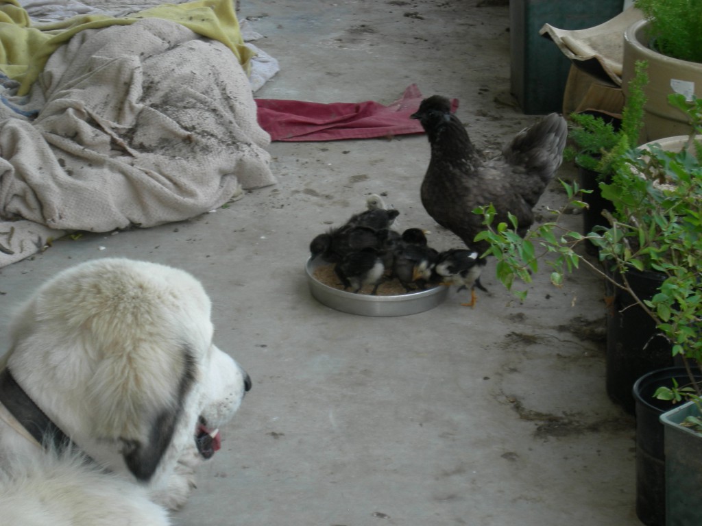 Chicken 14