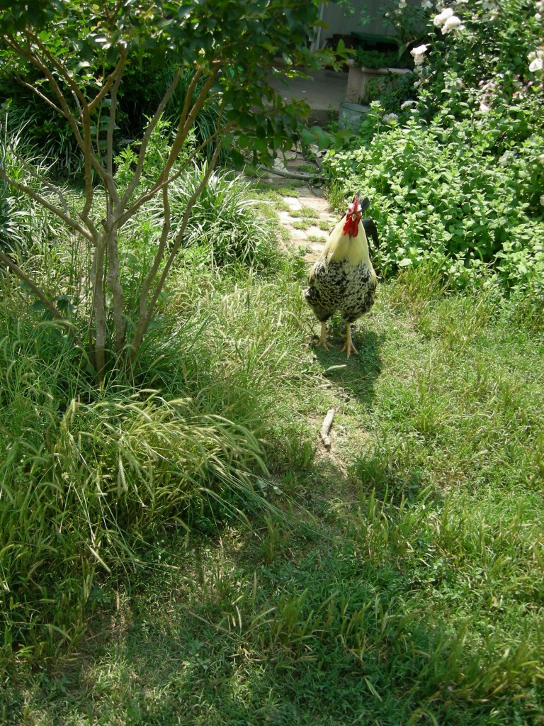 Chicken 20