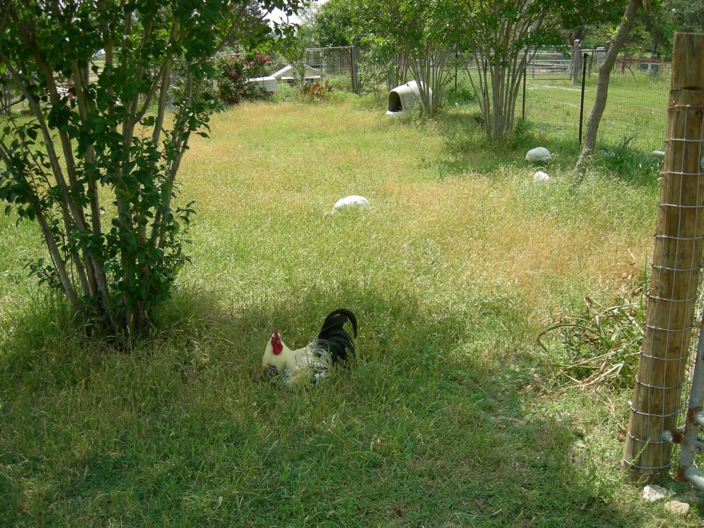 Chicken 6