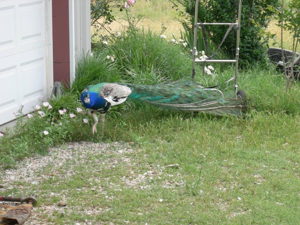 DSCN1871