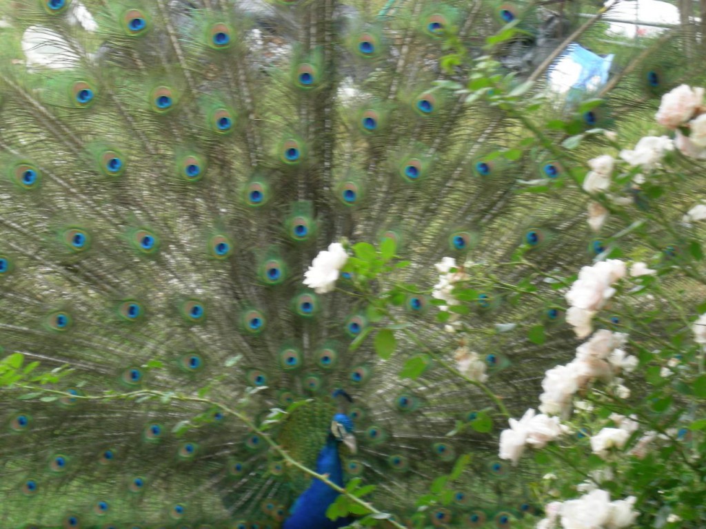 DSCN1878