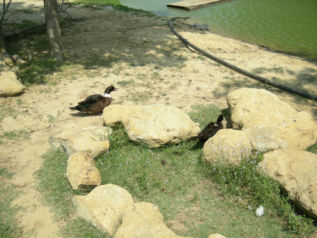 Ducks 1