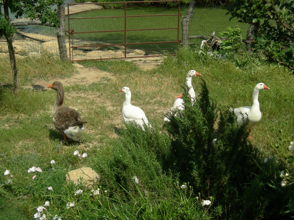 Ducks & Geese