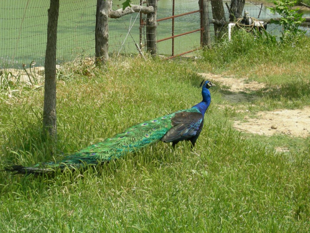 Peacock 1