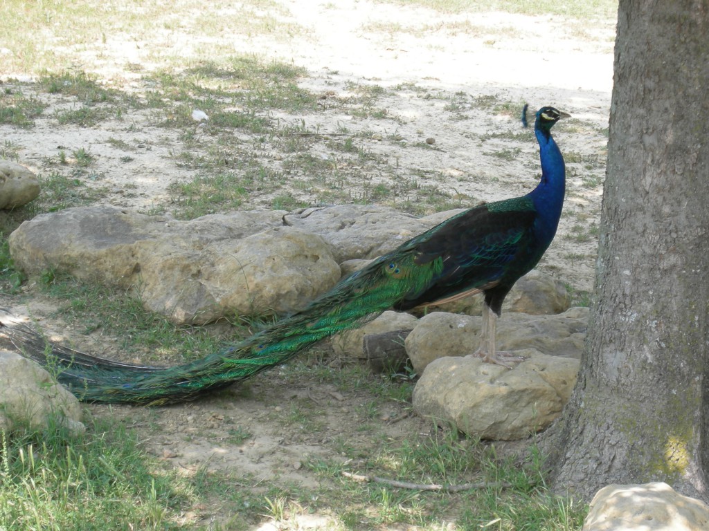 Peacock 16