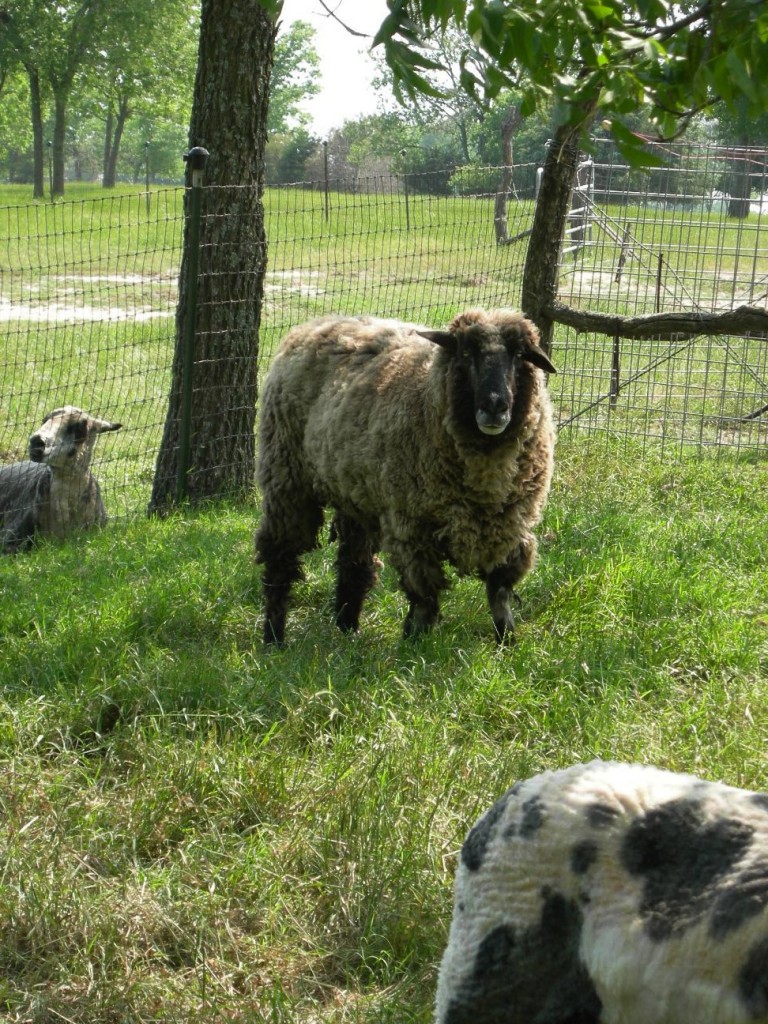 Sheep 1
