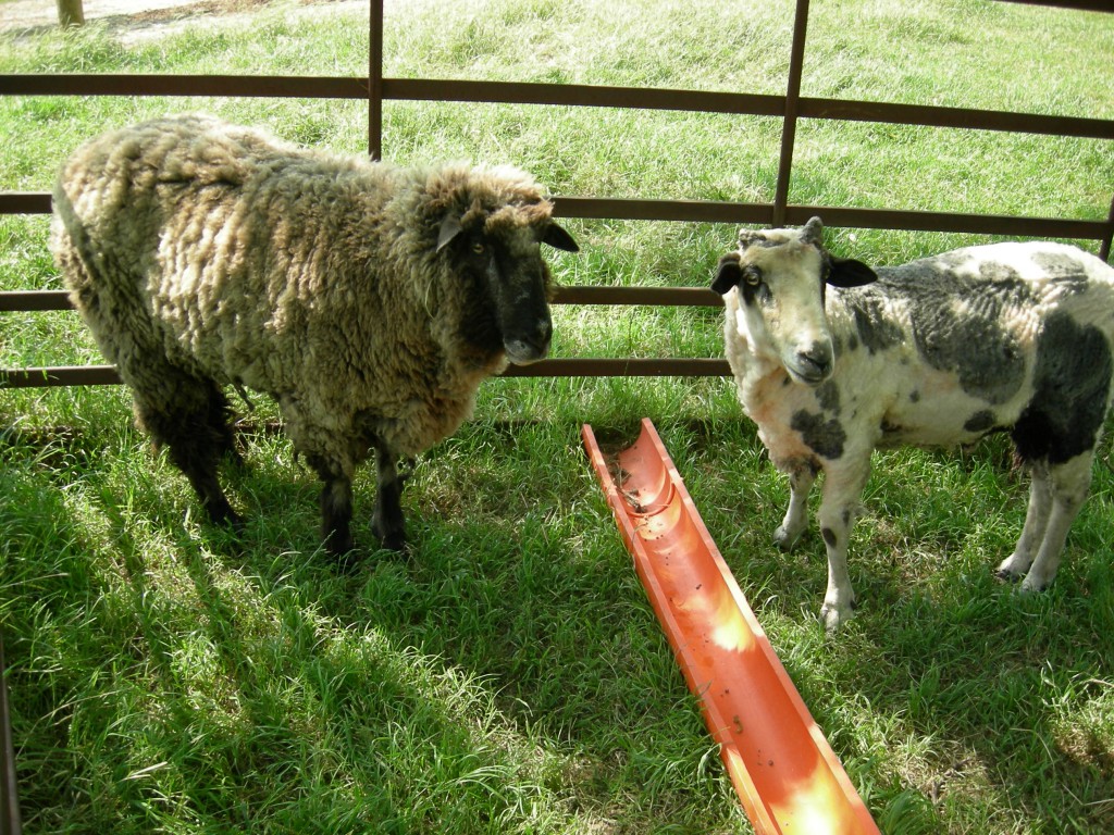 Sheep and Goat