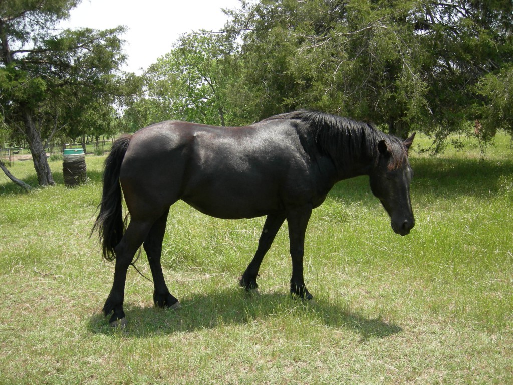 Black Horse